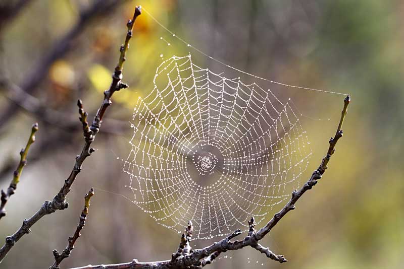 Spiders' webs: Tougher than steel or Kevlar, the miracle material of  Nature's tiny assassins - Country Life